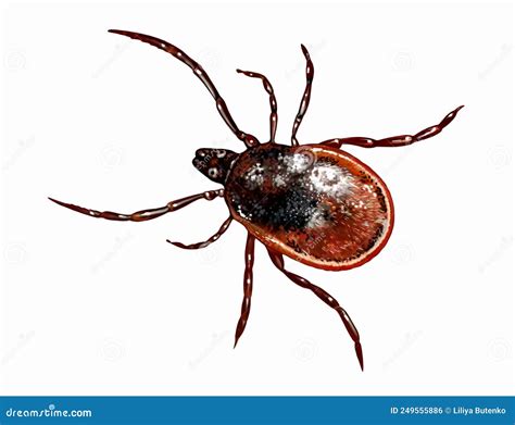 Tick, Suborder Metastigmata Ixodida, Ixodidae Stock Illustration ...