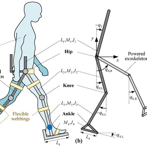 A Illustration Of A Humanexoskeleton System B A Dynamic Model Of