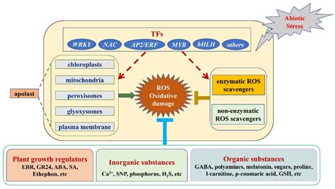 Antioxidants Free Full Text Review Of The Mechanisms By Which