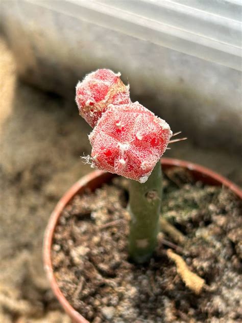 Astrophytum Myriostigma Red White Cactuses Astrophytum Kaktusy