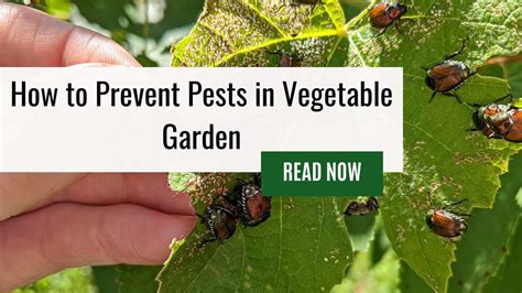 How To Prevent Pests In Vegetable Garden 14 Tips