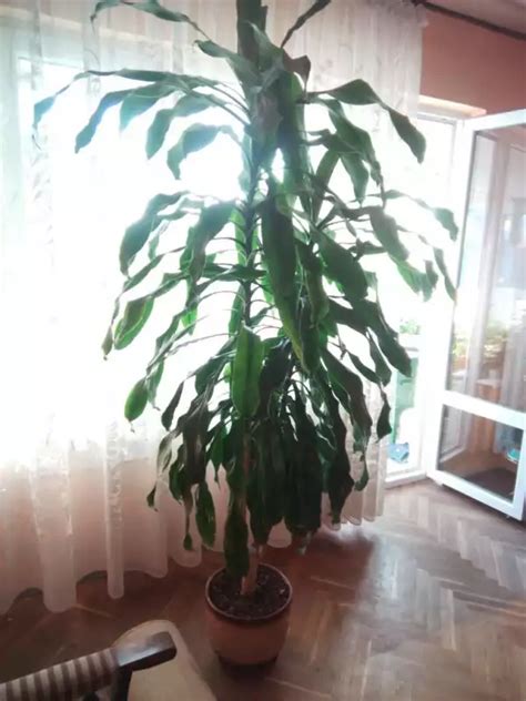 Продавам ЮКА (декоративна палма) гр. Варна, кв. Автогара - Pazarluk.com
