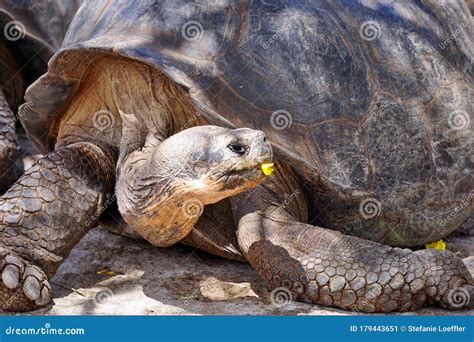 Galapagos Tortoise Eating A Yellow Flower Stock Image Image Of