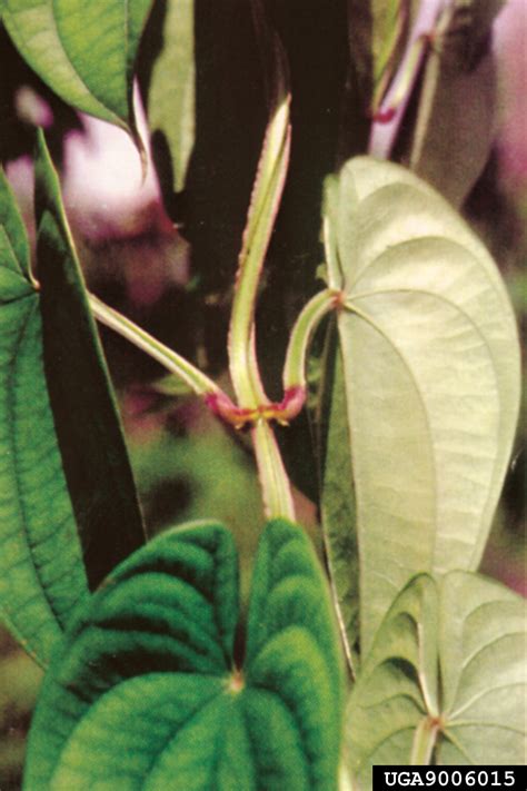 winged yam (Dioscorea alata L.)