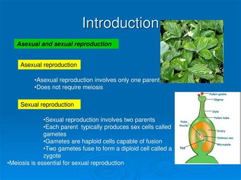 C40 Sexual Reproduction In Flowering Plants Ppt Download