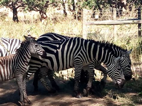 Nairobi National Park Half Day Game Drive Getyourguide