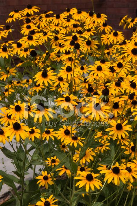 Black Eyed Susans Stock Photo Royalty Free Freeimages