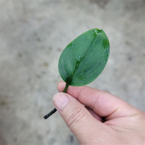 peace love and happiness club 7