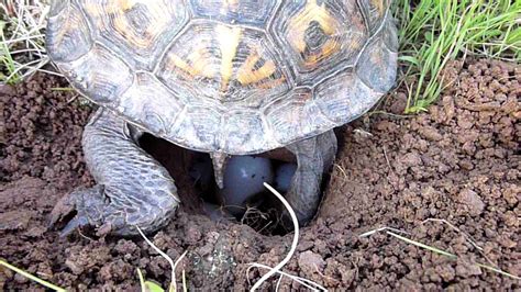 Box Turtle Laying Eggs Youtube