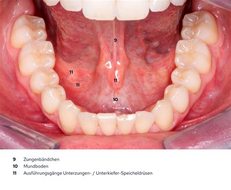 Anatomie Wie Ist Der Mund Aufgebaut Und Welche Aufgaben Hat Er