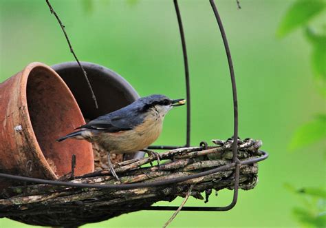 Kleiber Vogel Singvogel Kostenloses Foto Auf Pixabay Pixabay