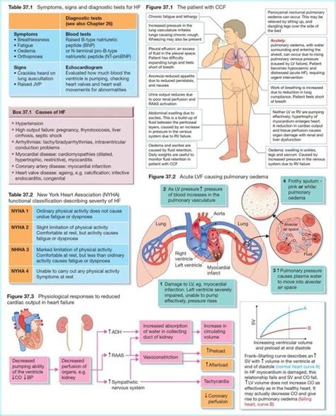 Circulatory Physiology 3 Control Of Circulation Nurse Key In 2021