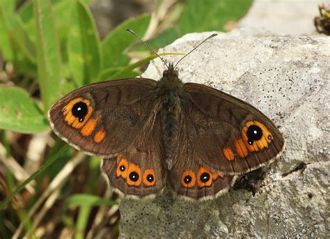 Lasiommata Petropolitana European Lépidoptères