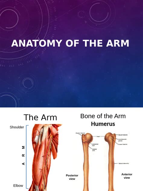 anatomy  arm
