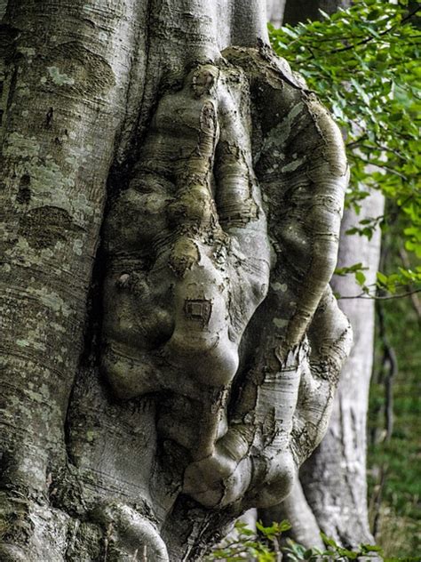 Natur Wald Baum Kostenloses Foto Auf Pixabay Pixabay