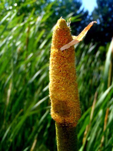 Cattail Pollen Lessons