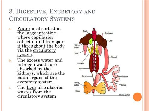 Ppt Body Systems Interaction Powerpoint Presentation Free Download