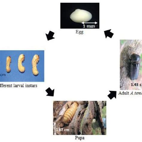 Cross Section Of Cashew Wood Infested By Apate Terebrans Cashew Wood