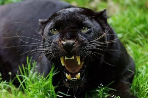 Big Cats Have Returned To Roam Britain In Tiny Numbers With Four