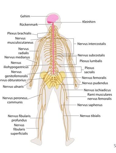 Nervensystem Gliederung Rückenmark Flashcards Quizlet