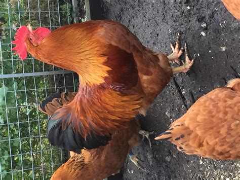 New Hampshire Red For Sale Chickens Breed Information Omlet