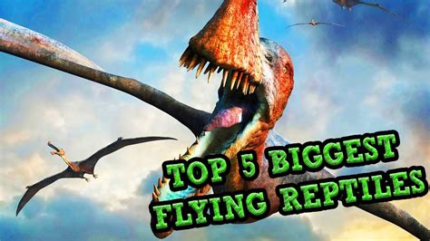 Top 5 Biggest Flying Reptiles Youtube