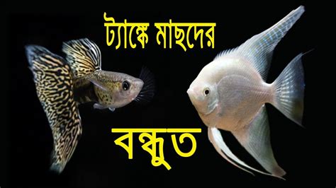 ট্যাঙ্কে কোন ধরণের মাছের সাথে কোন ধরণের মাছ রাখা উচিত। Aquarium Fish