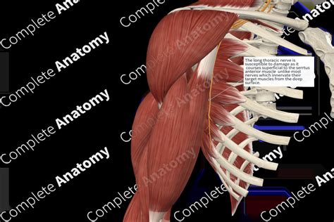 Long Thoracic Nerve Complete Anatomy