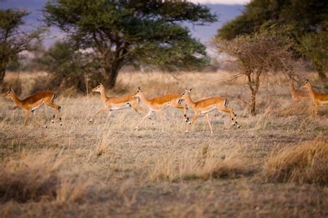 Premium Photo | 4k image alert gazelle keeping watch for predators in ...