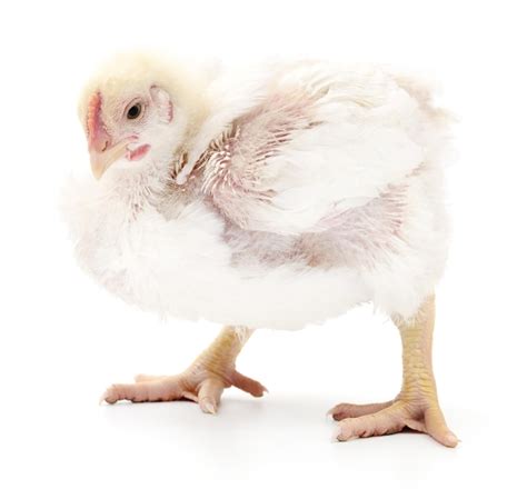 Premium Photo Small White Chicken