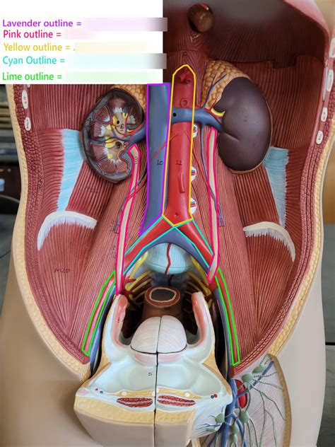 Abdomen Diagram Quizlet