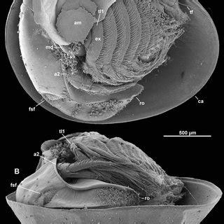 (PDF) Phylogeny of Branchiopoda (Crustacea)—Character evolution and contribution of uniquely ...