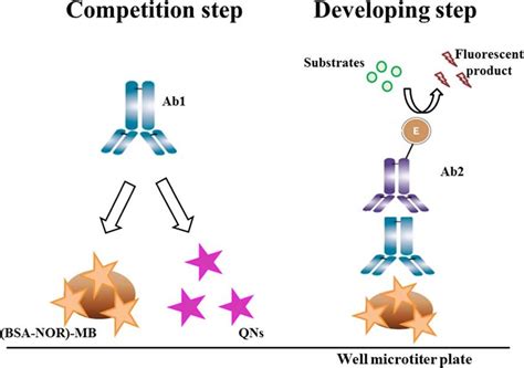 Schematic Representation Of The Immunological Reaction For Quinolone