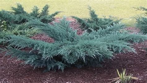 Хвойна вирджински Juniperus Virginiana Canaerti Glauka Blue