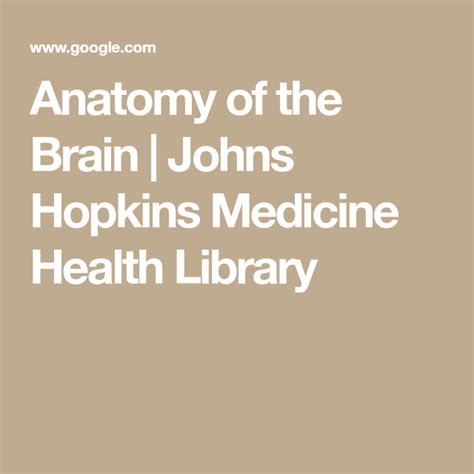 Anatomy Of The Brain Johns Hopkins Medicine Health Library Brain