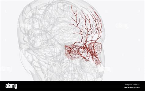 The Two Terminal Branches Of The Ophthalmic Artery Are The