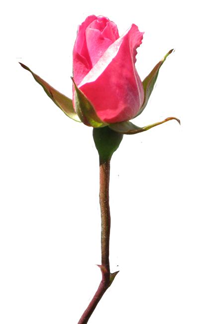 Rose Stem Clipart Free Download On Clipartmag