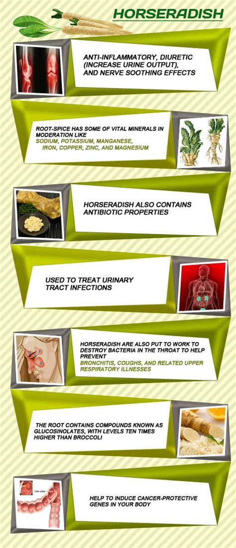 Horseradish Nutrition And Health Information Veggies Info