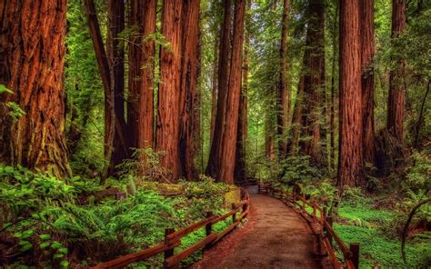 Красивые картинки с лесом - фото и картинки: 73 штук