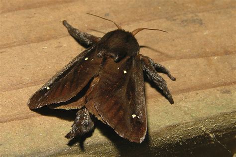 Saddleback Caterpillar Moth: Identification, Life Cycle, Facts & Pictures