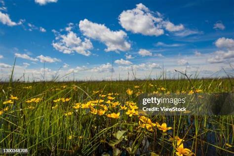 62 Bolshoy Ussuriysky Island Stock Photos, High-Res Pictures, and ...