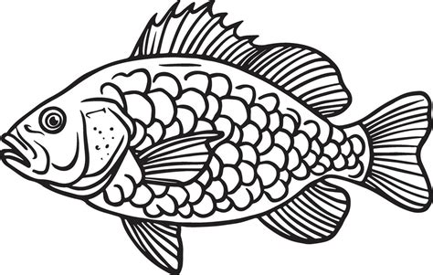 Illustrator Artwork Of Tilapia Fish 48268408 Vector Art At Vecteezy