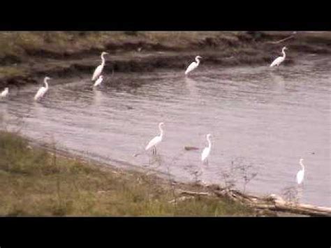 Costa Rica Birdwatching Juwelen Des Dschungels Costa Rica Net