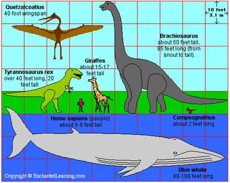 T. rex- EnchantedLearning.com