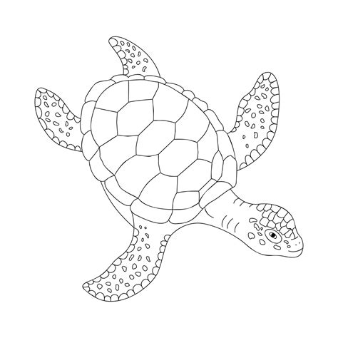 Sea Turtle Outline Animal Illustration 23889488 Vector Art At Vecteezy