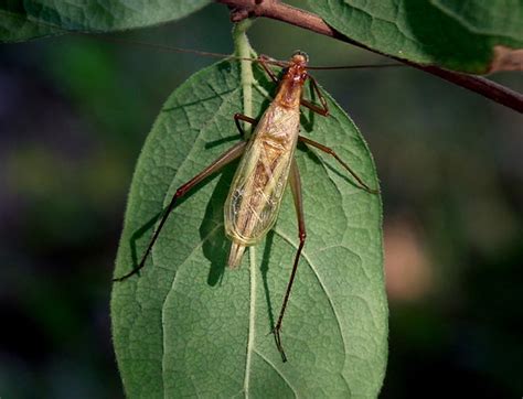 Pine Tree Cricket Listening To Insects