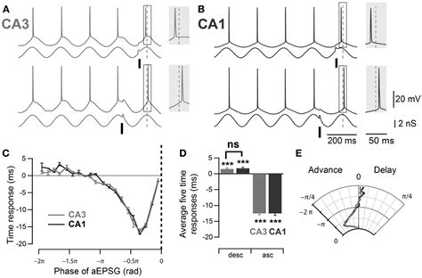 Frontiers Frequency Dependence Of Ca Spike Phase Response Arising