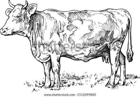 1+ Thousand Cow Eating Grass Drawing Royalty-Free Images, Stock Photos ...