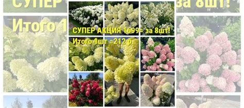 Саженцы гортензия метельчатая купить в Ярославле | Товары для дома и ...