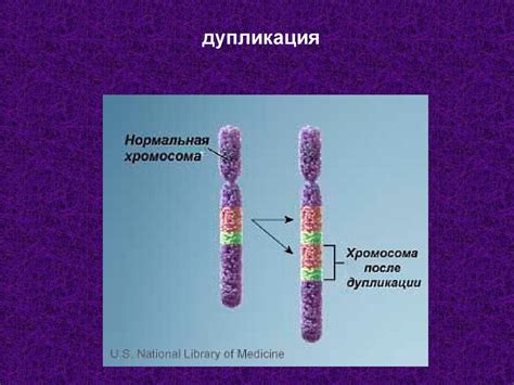 Мутации: инверсия, транслокация, делеция, дупликация - online presentation
